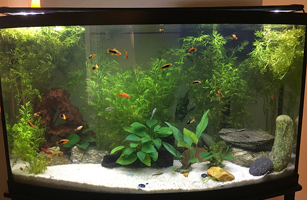 Aquarium Care Services Wilmington NC Aquarium Care Services Wilmington NC