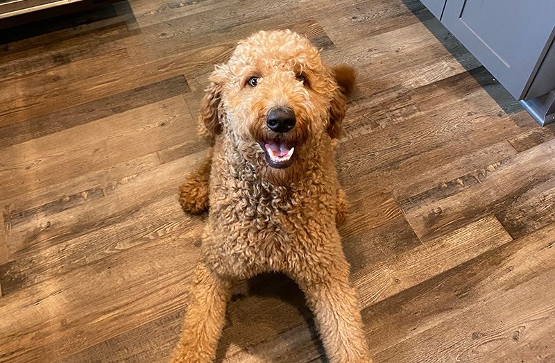 Pet Sitting Wilmington NC Pet Sitting Wilmington NC