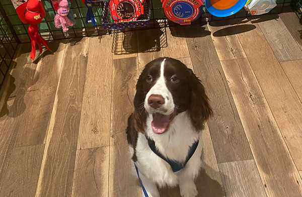 Dog Walker Wilmington NC Integrity Home and Pet Care - pet field trips