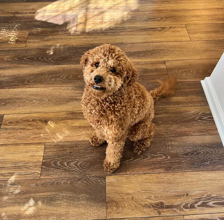 dogPhoto